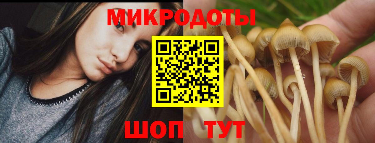 Псилоцибиновые грибы Psilocybine cubensis Новоуральск